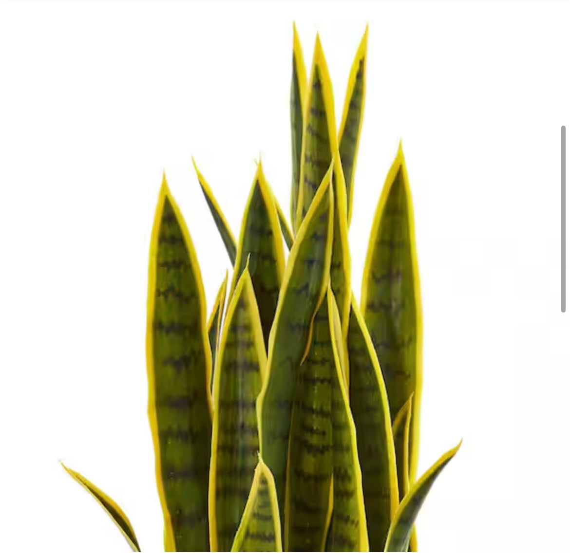 Nearly Natural
Indoor 33 in. Sansevieria Artificial Plant