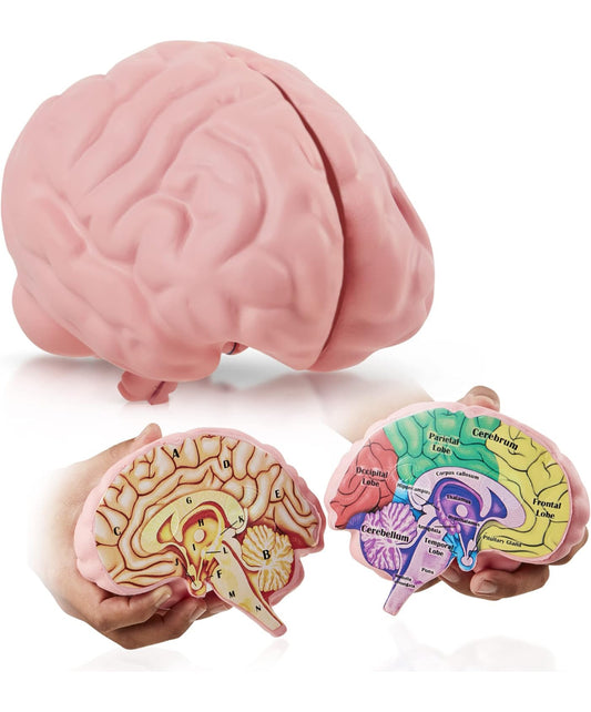 Cross Section Foam Brain Model, Great Educational Tool for Learning & Teaching Human Anatomical Function, Psychology, Biology or Science, Easy to Use & Includes 2 Half Pieces Labeled with Figures